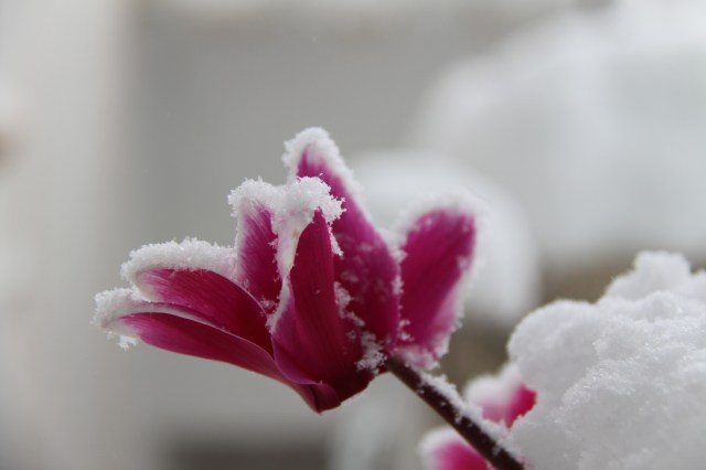 4185940624_2c53bca967_o